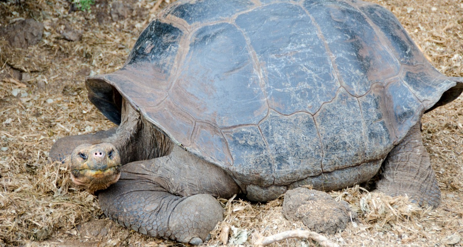 Luxury Travel Tour To Ecuador Galapagos Tortoise